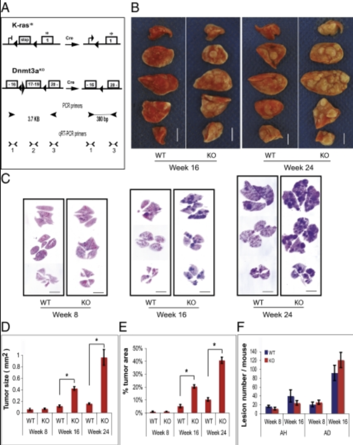 Recent Publication