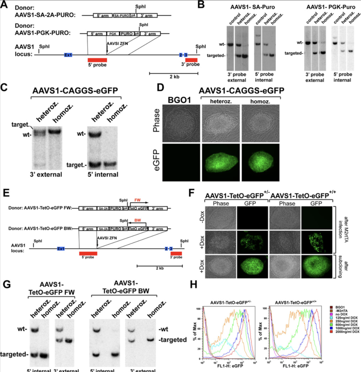 Recent Publication