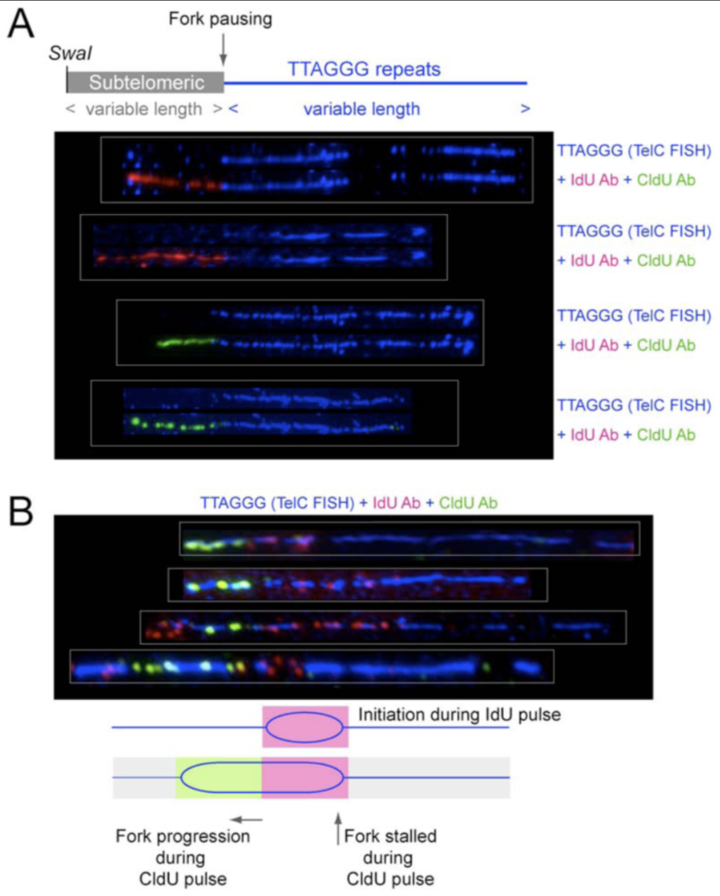 Recent Publication