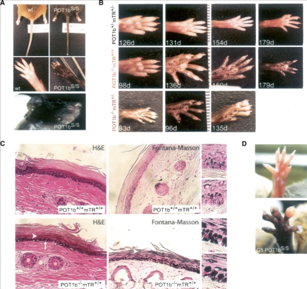 Recent Publication