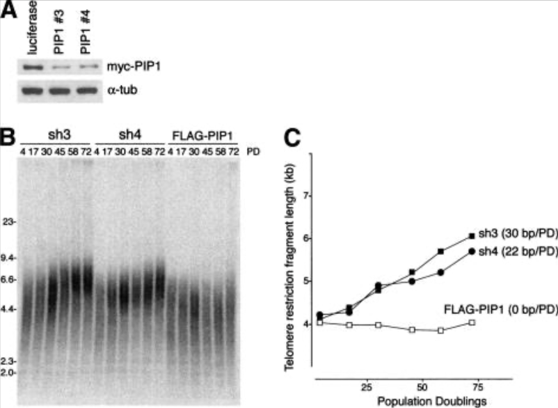 Recent Publication